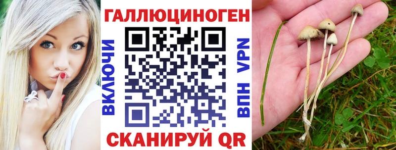 Купить  Боровск  Псилоцибиновые грибы Psilocybine cubensis 